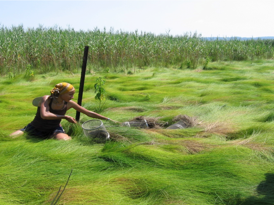 SSFRP Students Working in Marsh