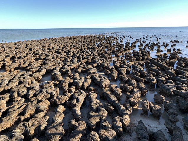 Stromatolites at Hamelin Pool in Western Australia's Shark Bay. Credit: Kottie Christie-Blick