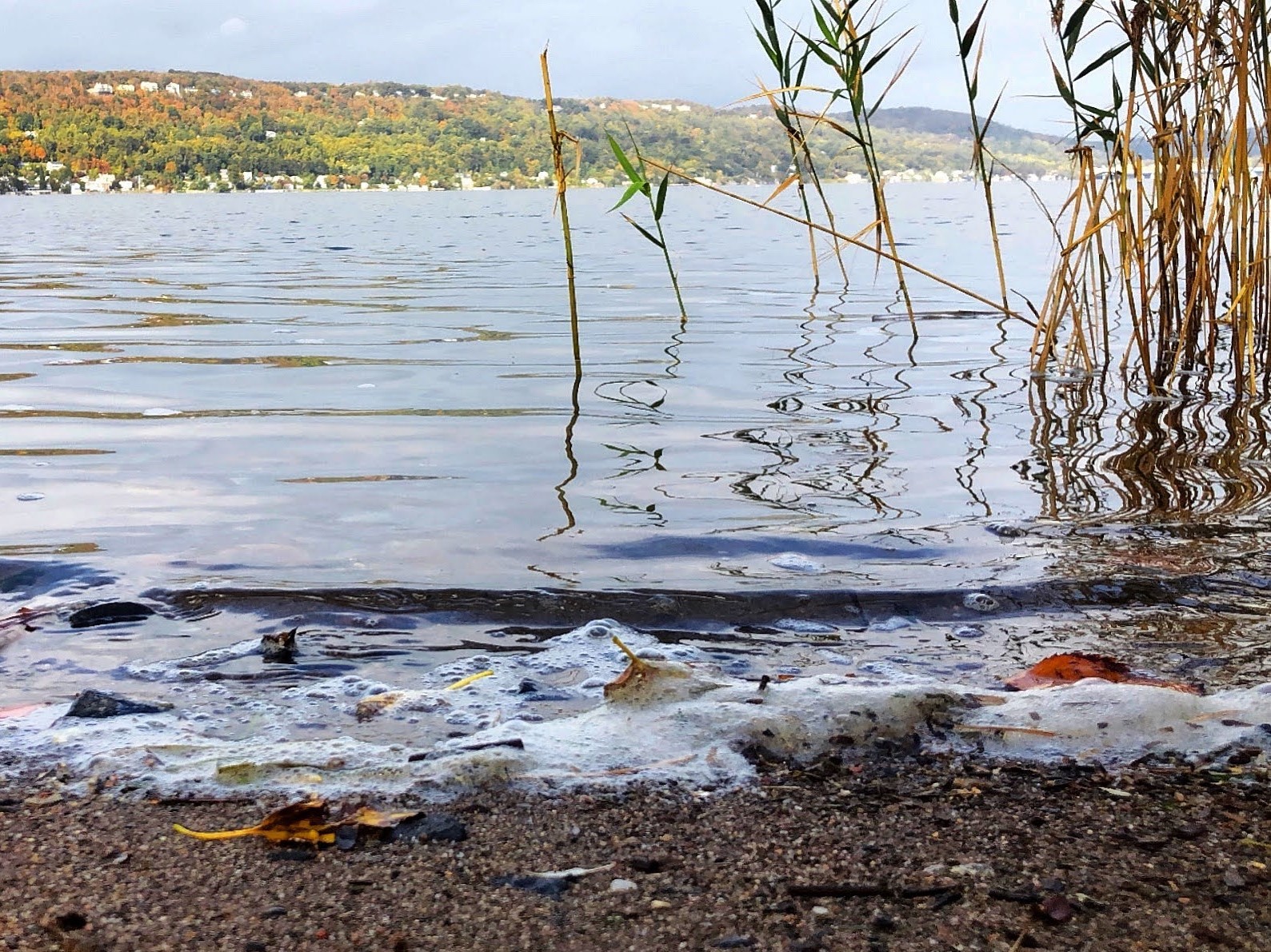 Hudson River shore. Credit: Laurel Zaima