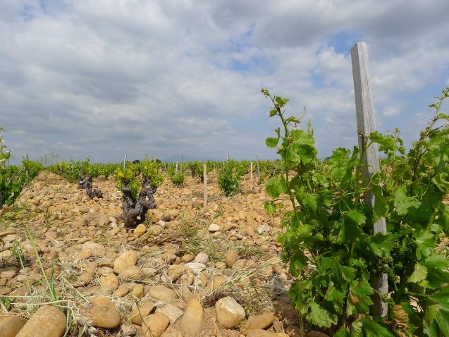 Wine-growing in France (shown here) sees balanced losses (22%) and gains (25%) under a scenario of 2°C of warming, if vintners change the types of grapes they grow with warming. Photo: Elizabeth Wolkovich