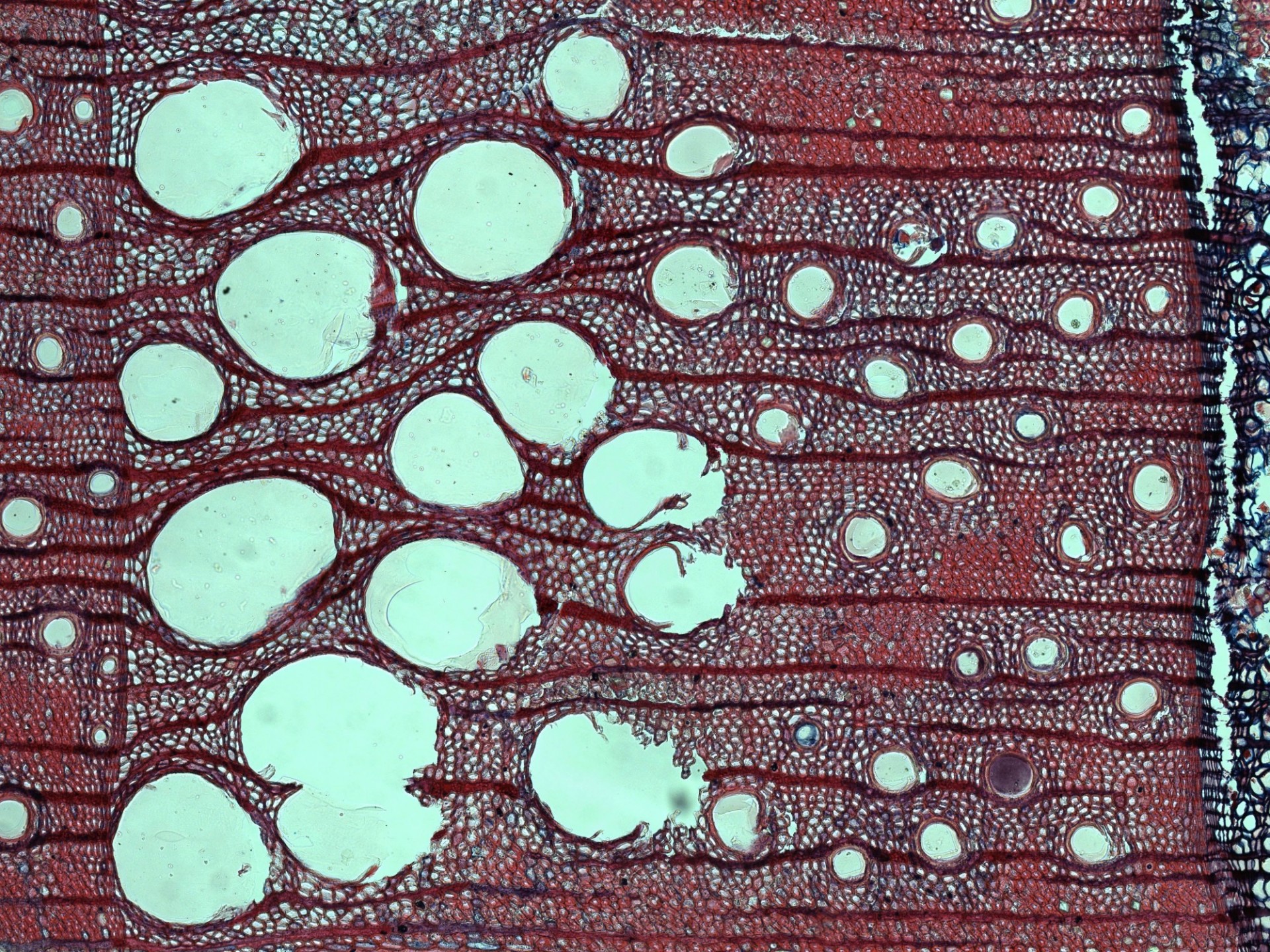 Wood anatomy of Red Oak (Quercus rubra). Sample collected within the Lamont Sanctuary Forest, New York (2021). Anatomical microsection prepared at LDEO Tree Ring Lab by Arturo Pacheco-Solana.
