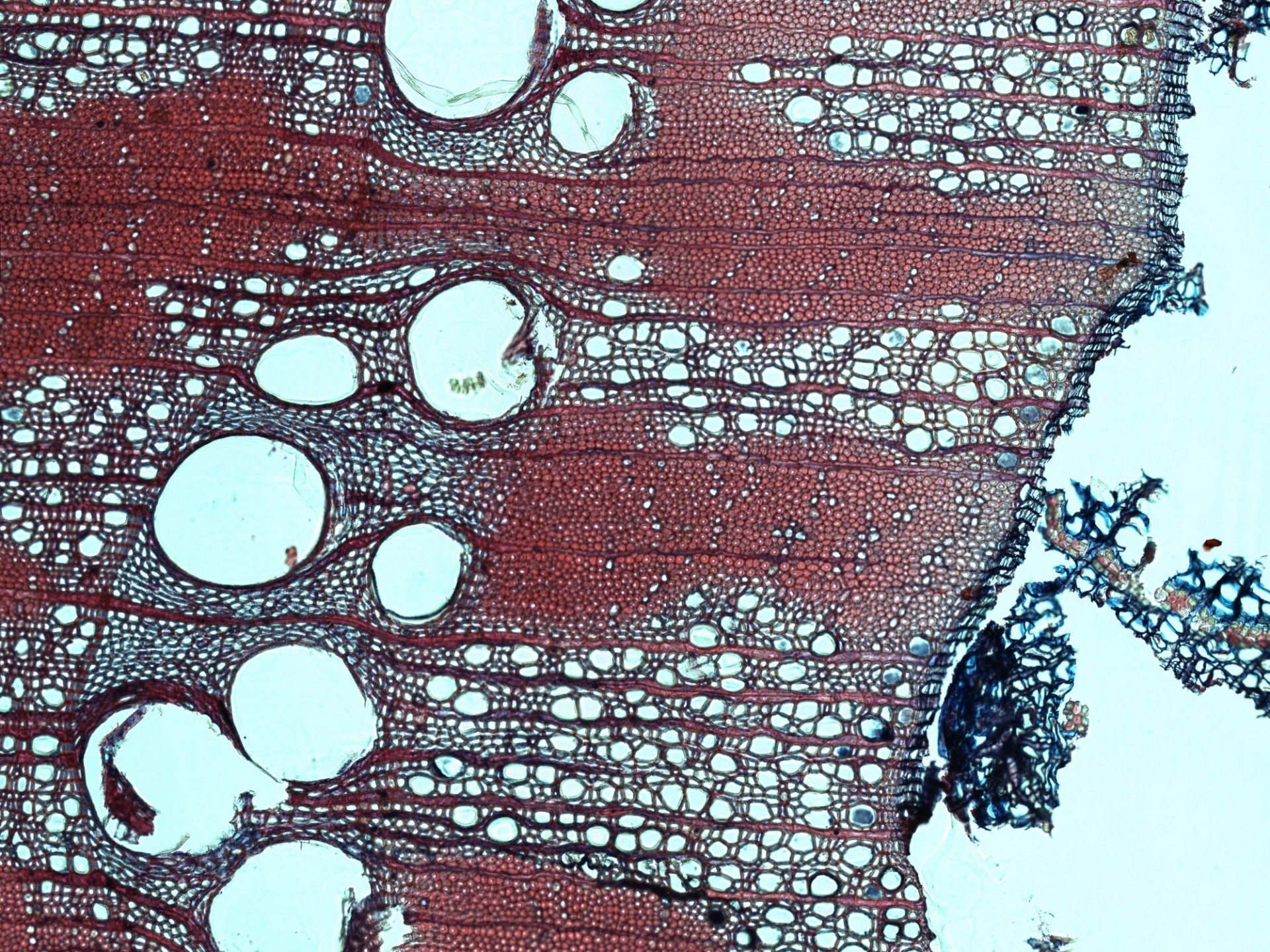 Wood anatomy of White Oak (Quercus alba). Sample collected within the Lamont Sanctuary Forest, New York (2021). Anatomical microsection prepared at LDEO Tree Ring Lab by Mukund Palat-Rao.
