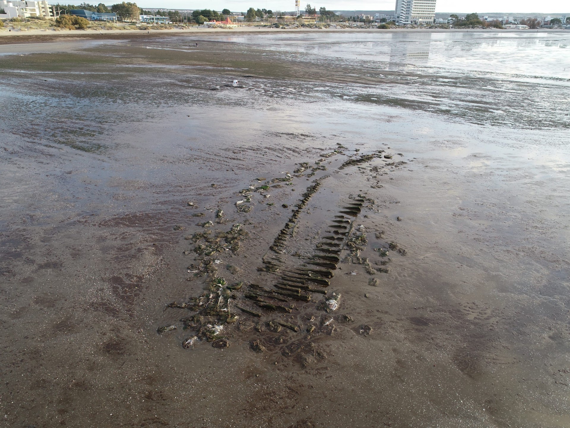 The wreck of a ship thought to be the 19th-century Rhode Island whaler Dolphin at low tide off Puerto Madryn, Argentina. (U. Sokolowicz)
