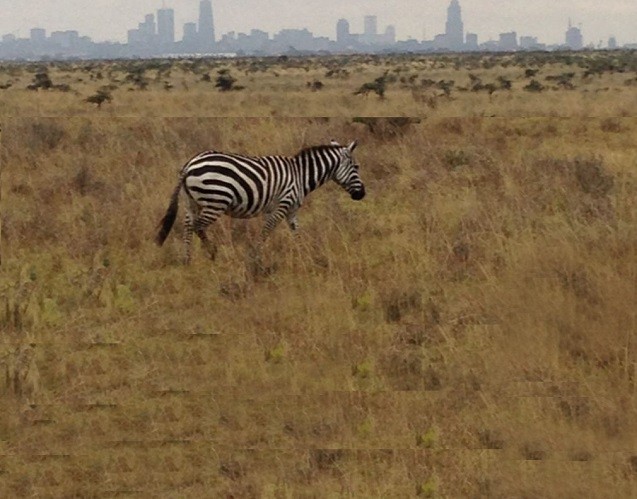 Zebra Grazing in Kenya's Nairobi National Park with Nairobi skyline in Distance. Credit: Daniel M. Westervelt