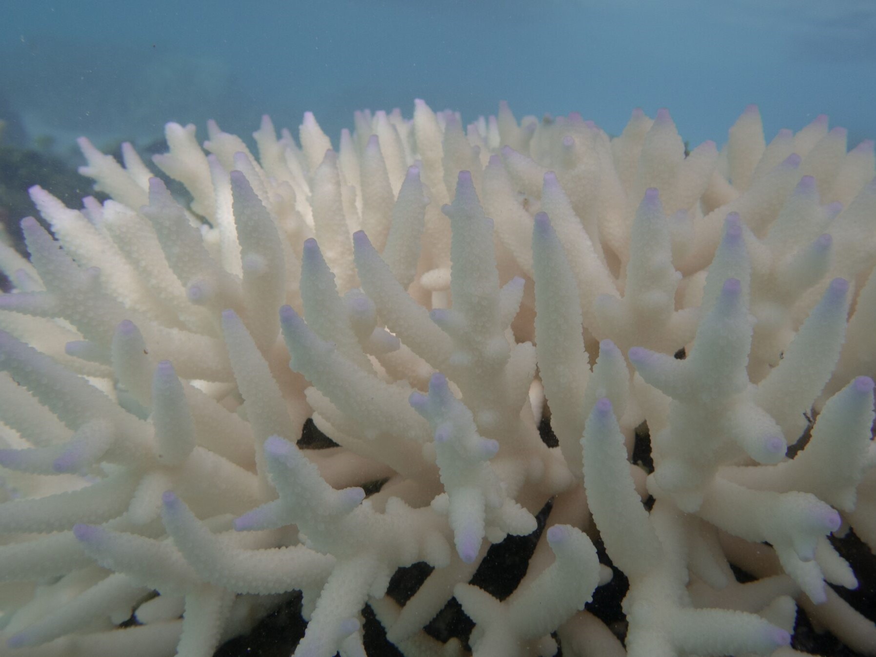 Bleached coral, Great Barrier Reef. Credit: Ove Hoegh-Guldberg