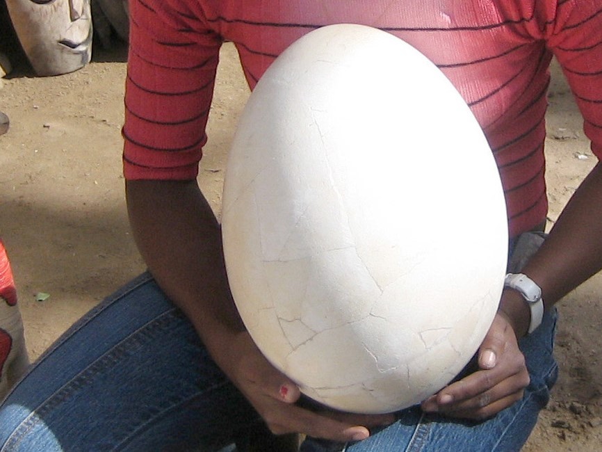 An elephant bird egg of the extinct species Aepyornis maximus reconstructed from fragments in a southwest Madagascar market. (Photo by study coauthor Gifford Miller)