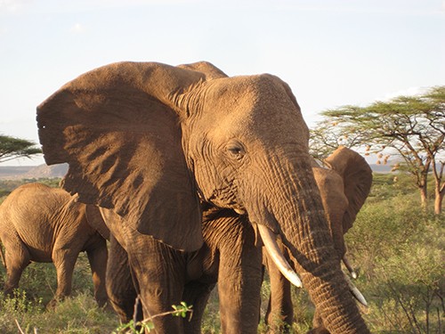 African elephants are rapidly being wiped out for their tusks. Here, a small herd in Samburu National Reserve, Kenya, 2009. Credit: Kevin Uno/Lamont-Doherty Earth Observatory