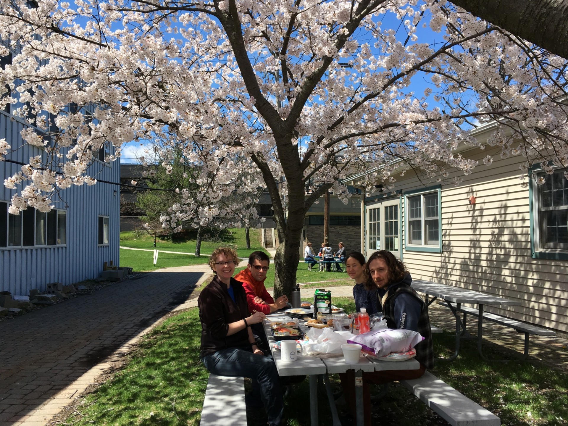 Tess Caswell, Mike Nielson, Genevieve Coffey, and Rob Skarbek celebrate hanami (2018).
