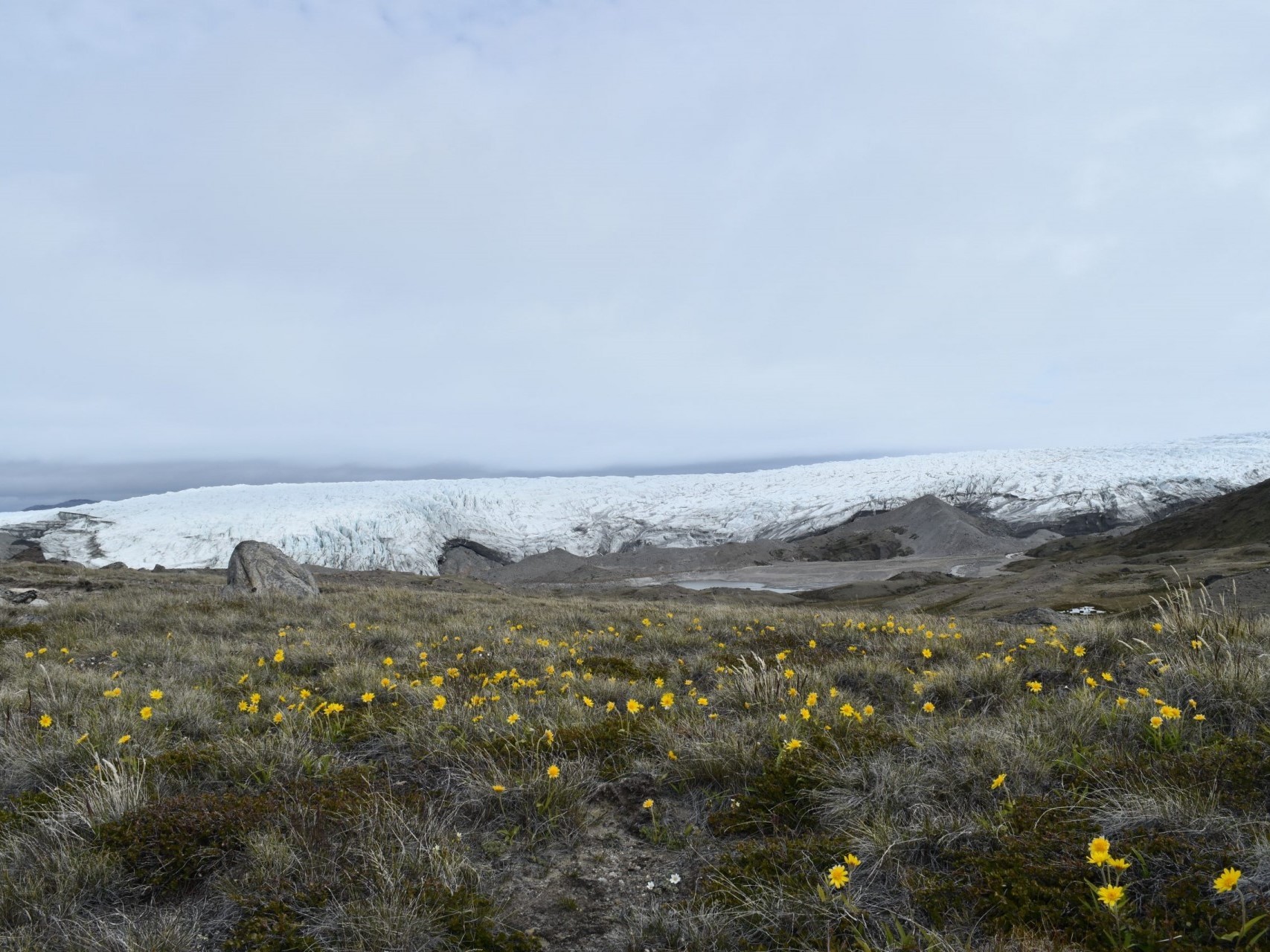 Arctic permafrost holds vast amounts of carbon that could be released as the world warms. Here, tundra near the Greenland ice sheet in summer. Credit: Kevin Krajick