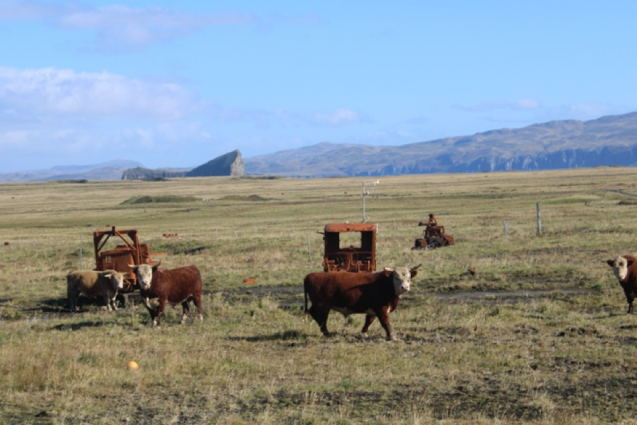 cows and old machines in pasture