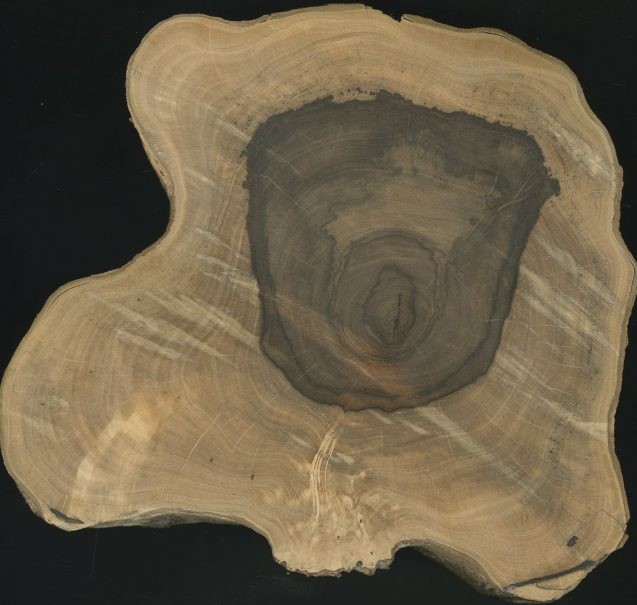 Machaerium nyctitans  sample from wet forest northBolivia 637x605.jpg