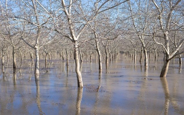 flooded walnut orchard