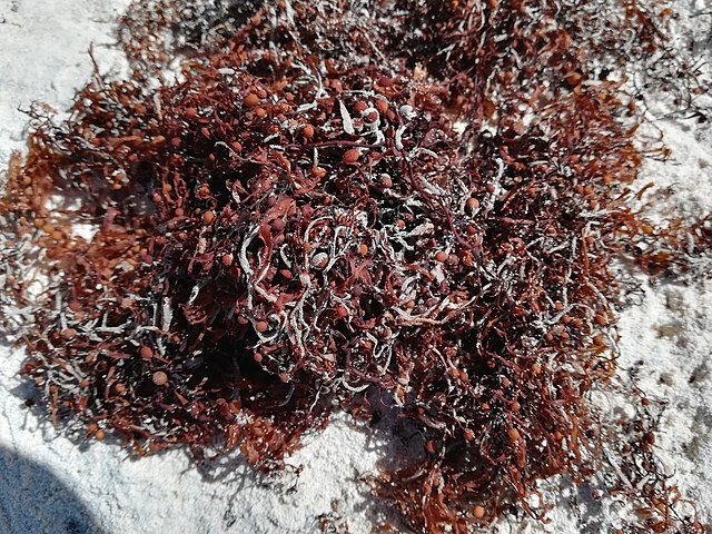 A close-up image of Sargassum seaweed on sand in Crane Beach, Barbados.