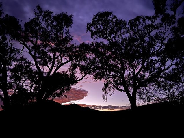 silouettes of trees against a purple sky