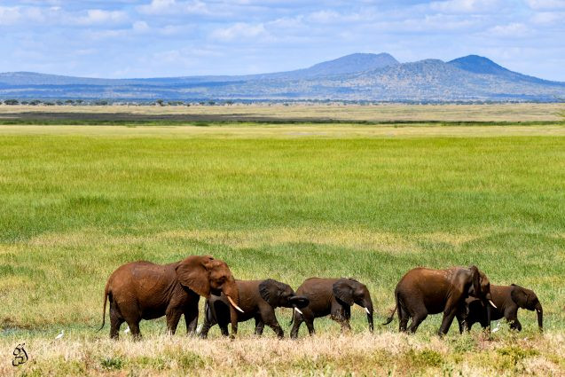 elephants in grasslands