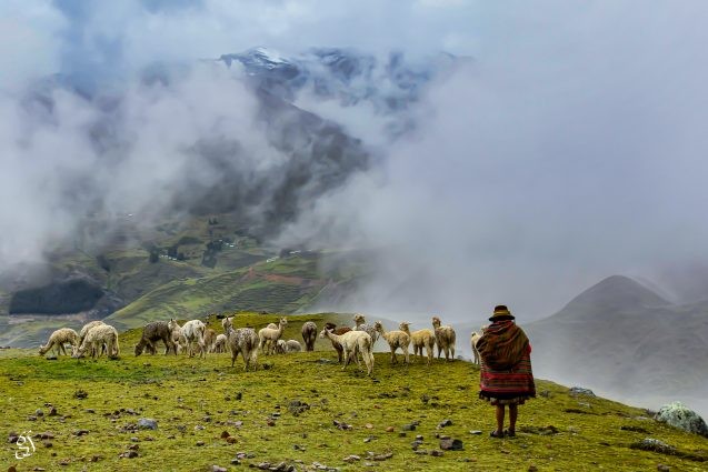 woman herding alpacas in the mountains
