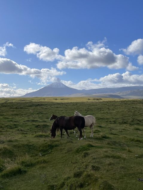 horses with volcano in distant background