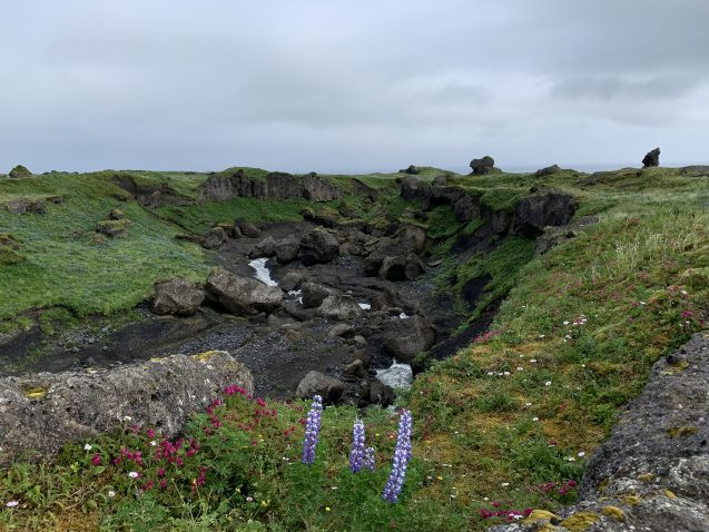 wildflowers next to a stream