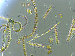 phytoplankton community 2 303x227.png