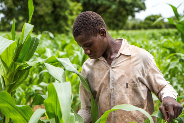 in many major crop regions workers plant and harvest in spiraling heat and humidity