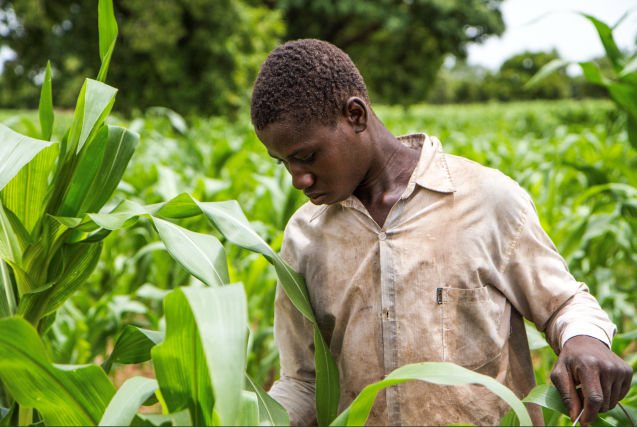 maize farmer 637x427.png