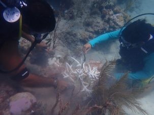 Cleaning coral