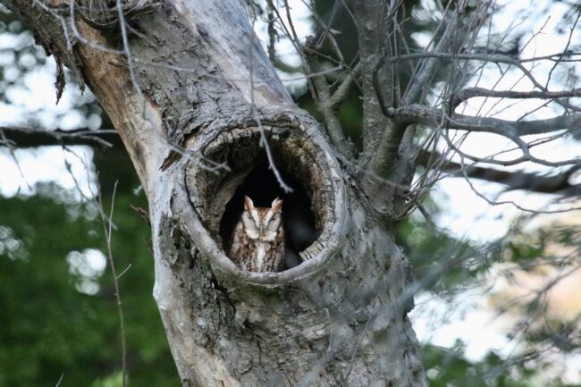 Eastern screech owl in apple tree on LDEO campus (Timothy Trimble, LDEO)