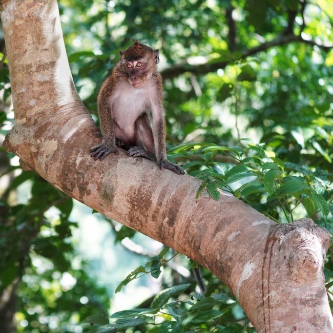 Juvenile Philippine long-tailed macaque, Quezon National Forest Park (Jenna Lawrence, Climate School)