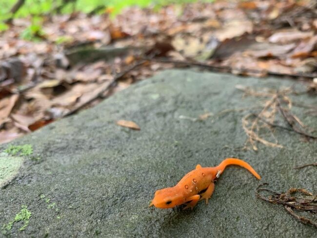Red eft in NY's lower Hudson Valley (Adam Gelfand, E3B)
