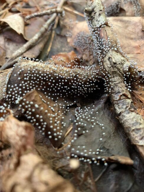 Slime mold in NY's lower Hudson Valley (Adam Gelfand, E3B)
