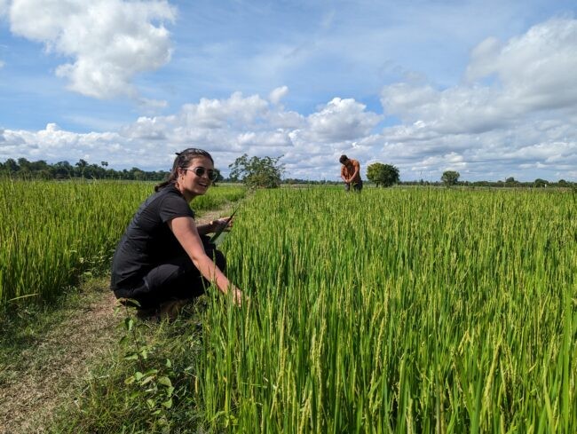 Rice paddy, Cambodia (Benjamin Bostick, LDEO)