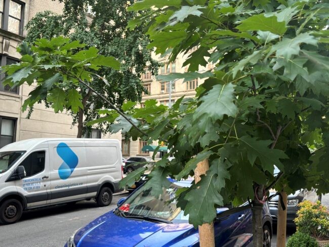 Young oak tree on a city street