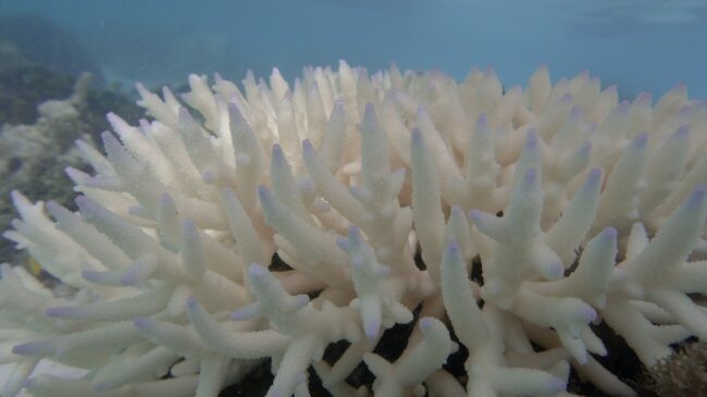 Picture of white coral