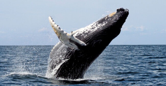 Photo of a humpback whale breaching.
