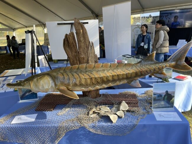 An Atlantic sturgeon model from Lamont's Hudson River Field Station provides a unique opportunity to learn about this Hudson River species. Atlantic sturgeon are migratory and spend six years of their juvenile life in Haverstraw Bay—our special sec
