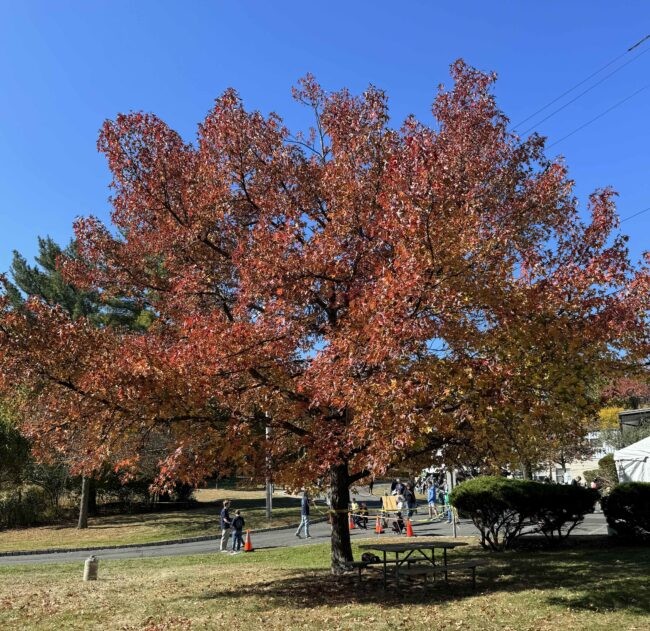 A tree with beautiful red and orange foliage
