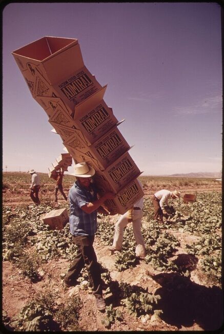 Man carrying boxes in a lettuce field