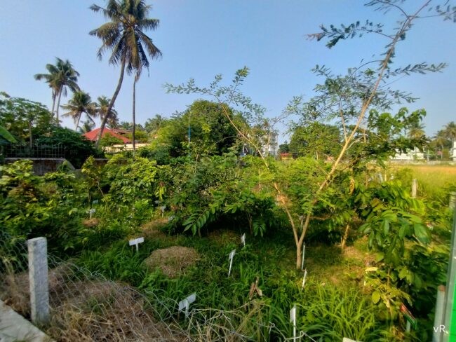small forest with palm trees in background