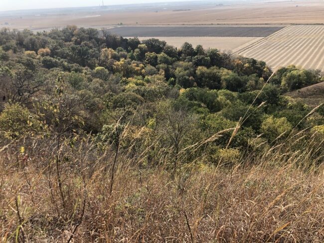 Grasses and trees with dry land in distance