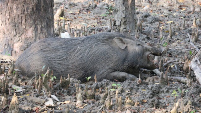 3.3Boar 650x366.jpeg