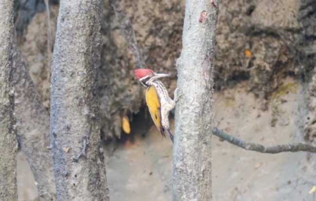 3.5Woodpecker 1 650x414.jpg