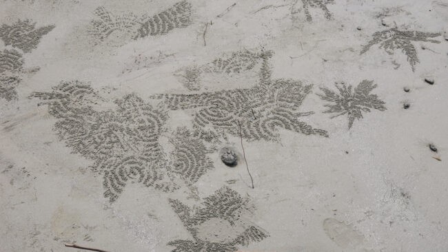 3.9CrabSpirals 650x366.jpeg