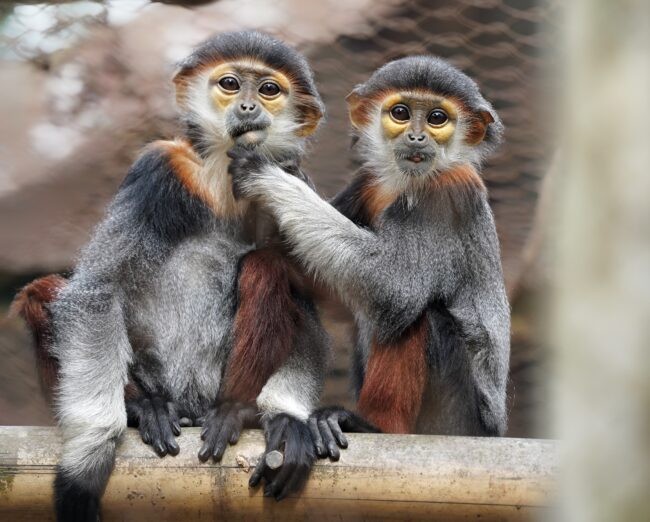 Critically endangered juvenile red-shanked doucs (_Pygathrix nemaeus_). Endangered Primate Rescue Center, Cuc Phuong National Park, Vietnam (2025). Credit: Jenna Lawrence, Columbia Climate School (SDEV, SUMA)