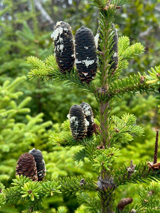 Pinecones in Newfoundland. Credit: Joey Parr, Columbia Climate School