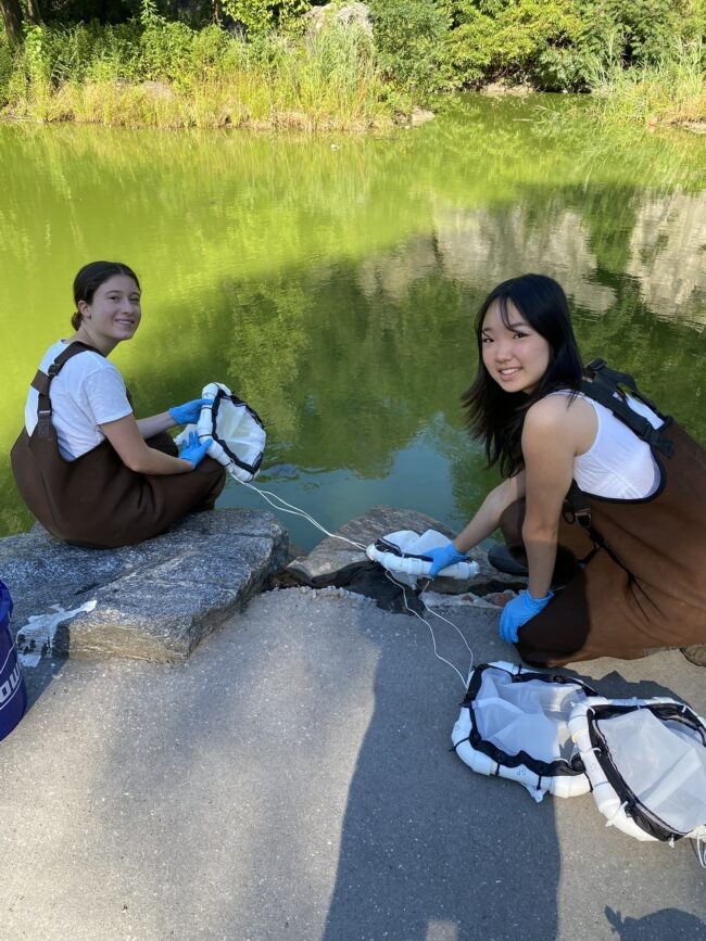 Summer interns deploying experimental mesocosms in Morningside Park Pond, NYC. Credit: Joaquim Goes, Lamont-Doherty Earth Observatory