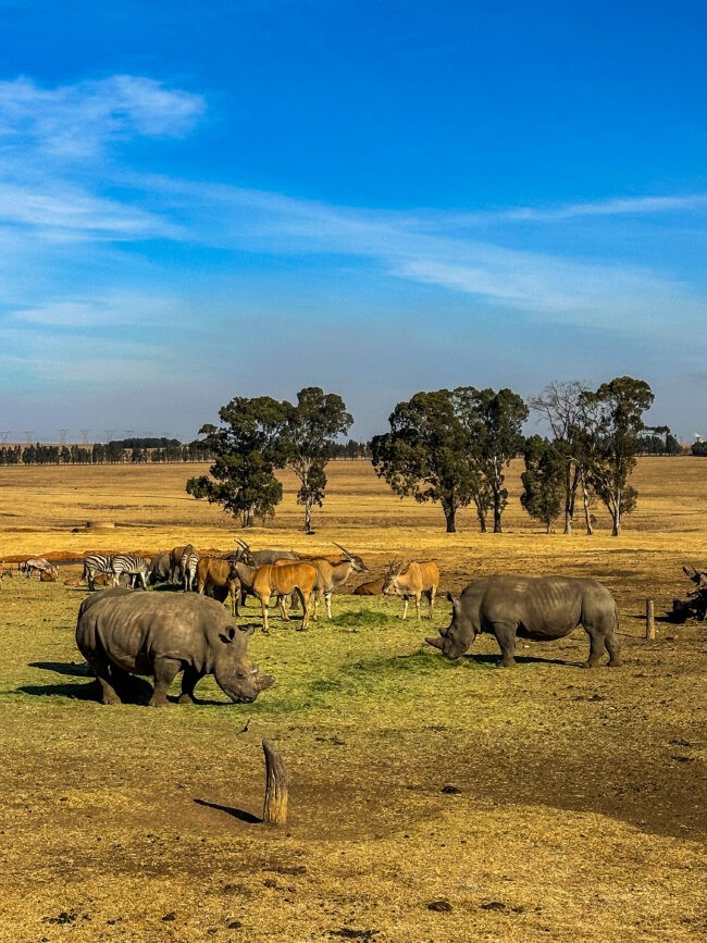 White rhinoceros, zebras, and lesser kudus resting inside a ranch, Kleinfontein, South Africa, July 21, 2024. Credit: Immanuel Hasian, Columbia SUMA