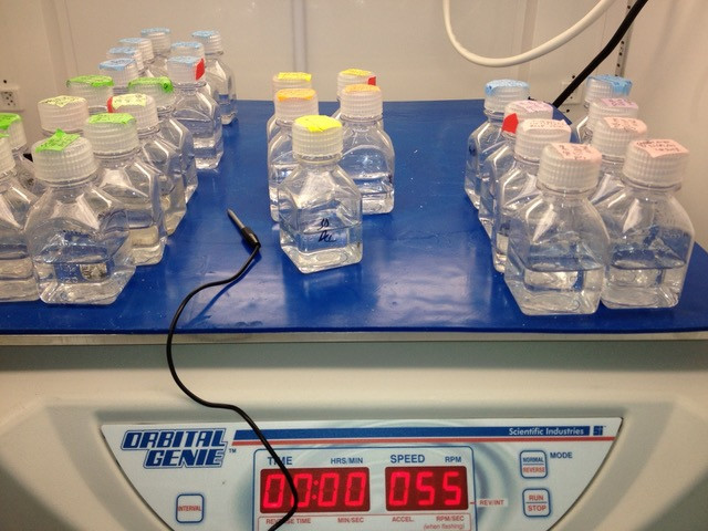 Small clear bottles growing microbes in a lab.