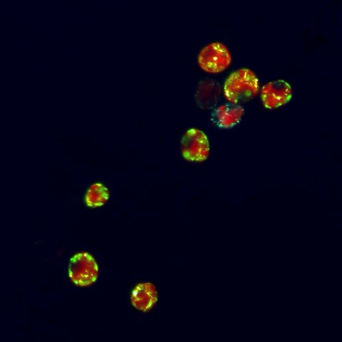 An image of red and green spots on a black background.