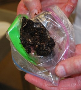 tundra soil shipped from Alaska is studied at Lamont