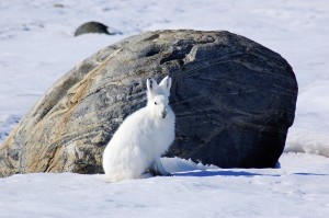 arctic hare 300x199.jpg
